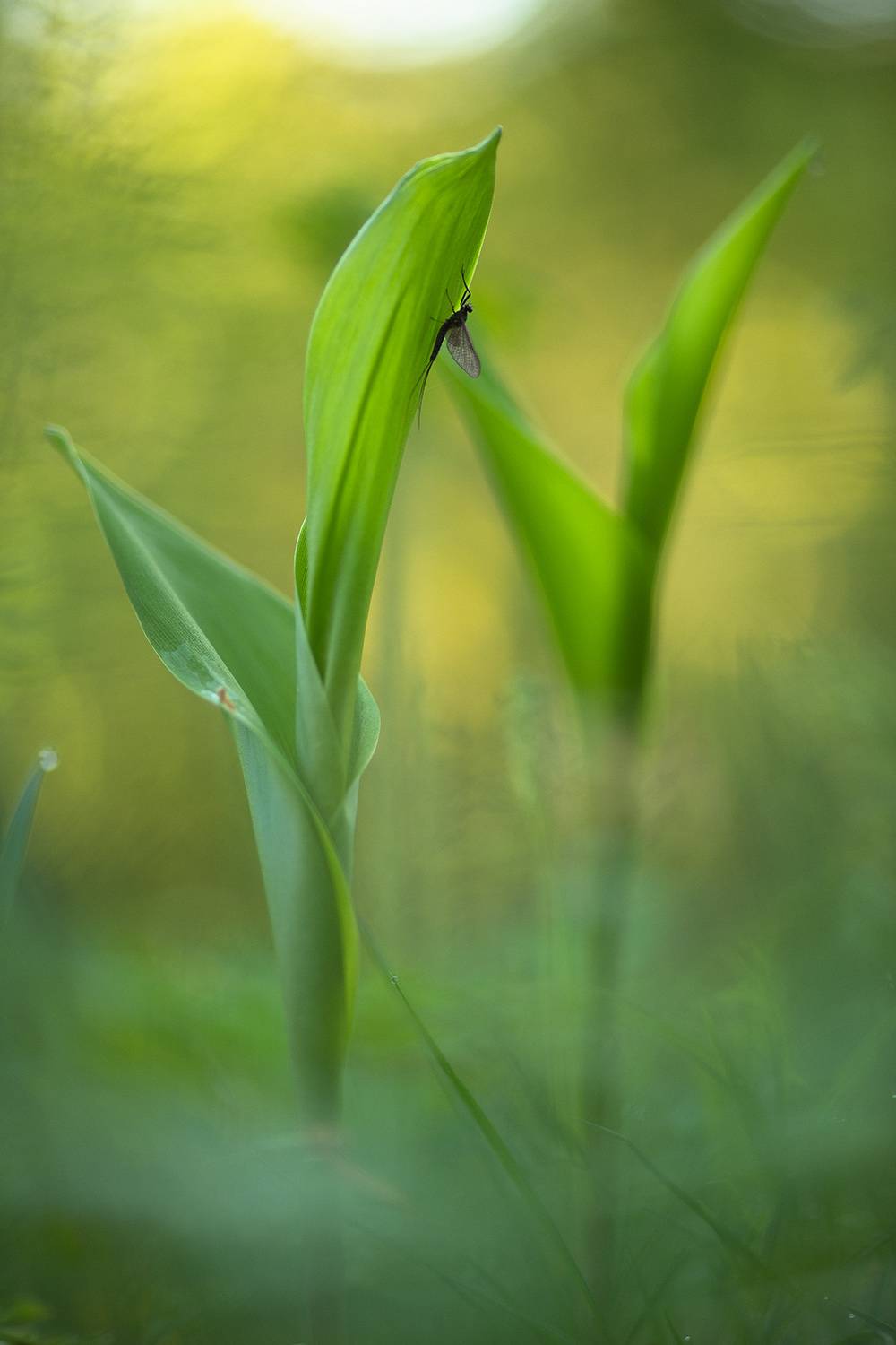 падёнка, утро, свет, весна, воронеж,   nikon d850, carl zeiss makro-planar t* 100mm f/2 zf.2, Мещеряков Геннадий