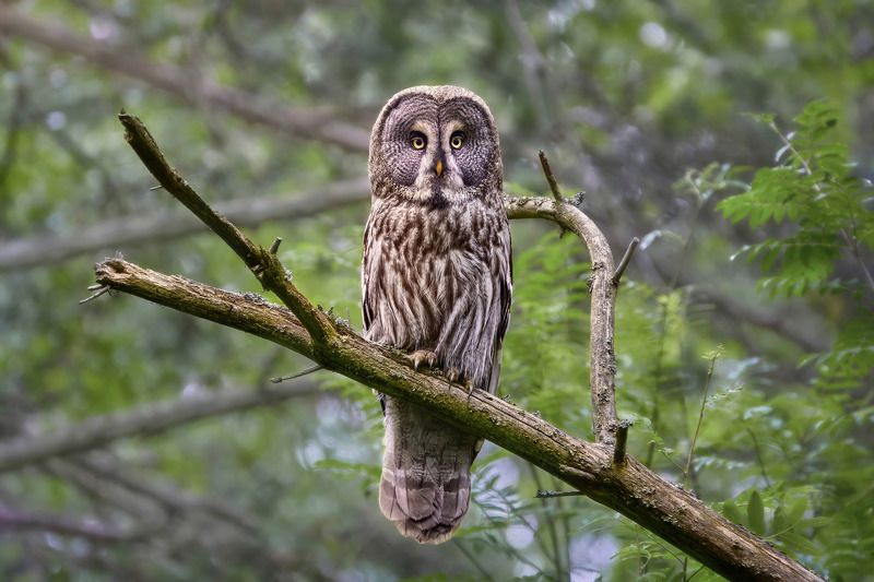 бородатая неясыть,сова,great grey owl,great gray owl,owl,Strix nebulosa, Бородатая неясыть фото превью