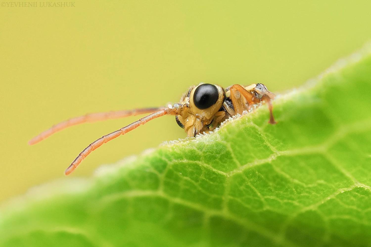 , Лукашук Евгений