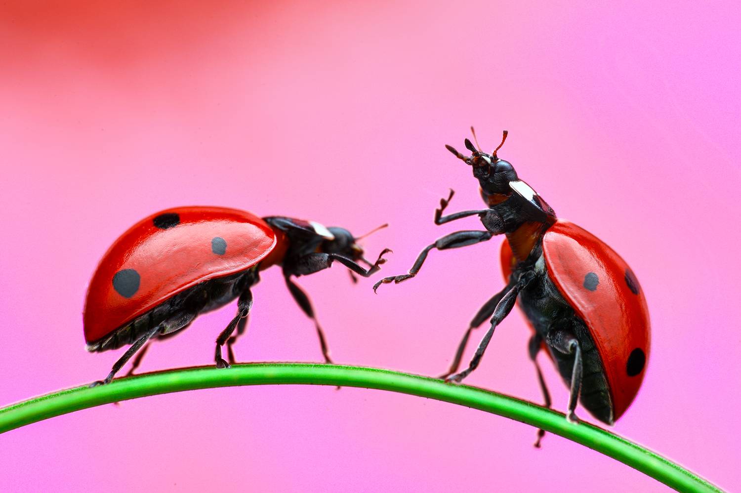 ceclii, macro, Ganev Tsvetan