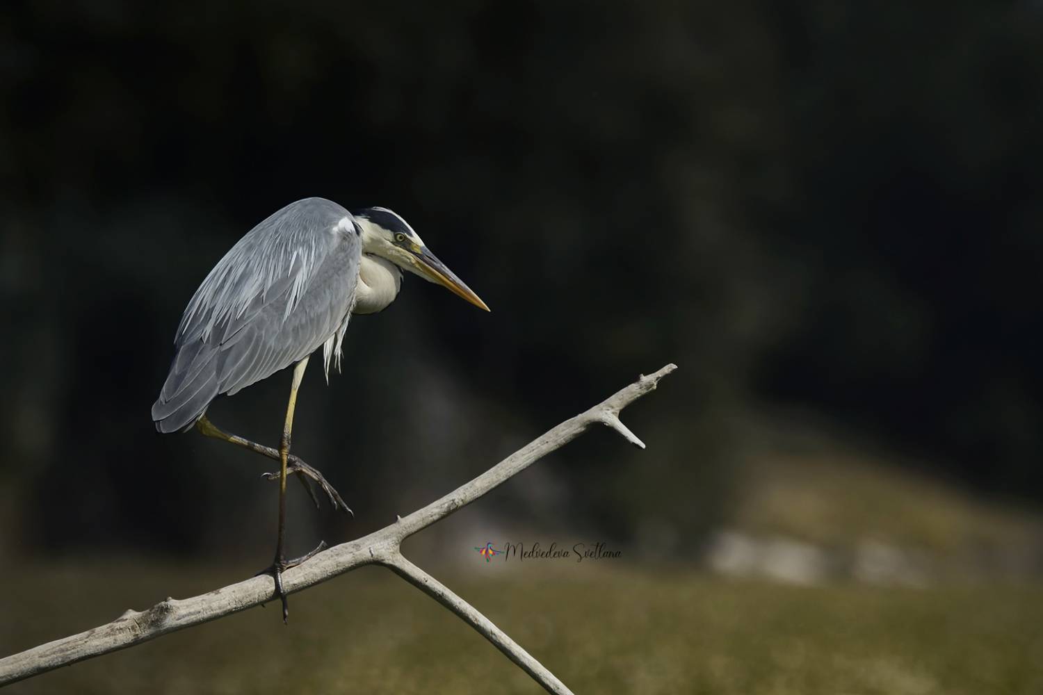 фотоохота, серая цапля, цапля, природа, дикая природа, Медведева Светлана