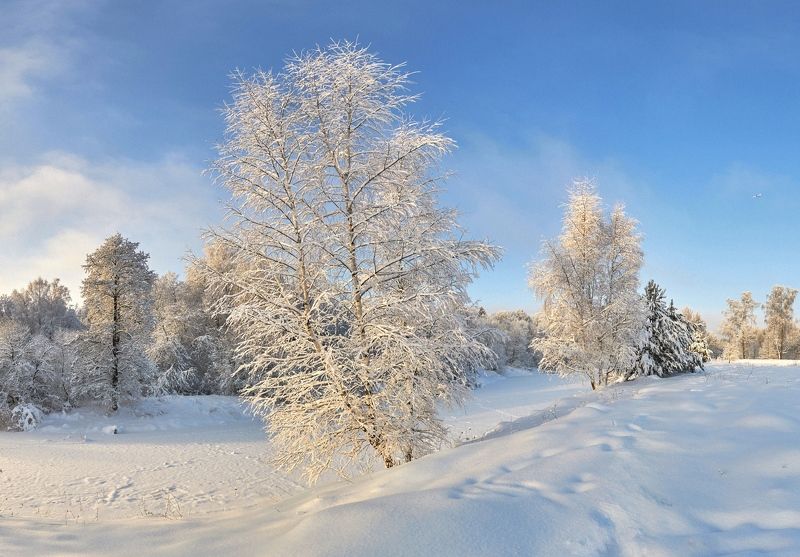природа зима река снег солнце снегопад изморось подмосковье березы сосны На берегу зимней реки фото превью