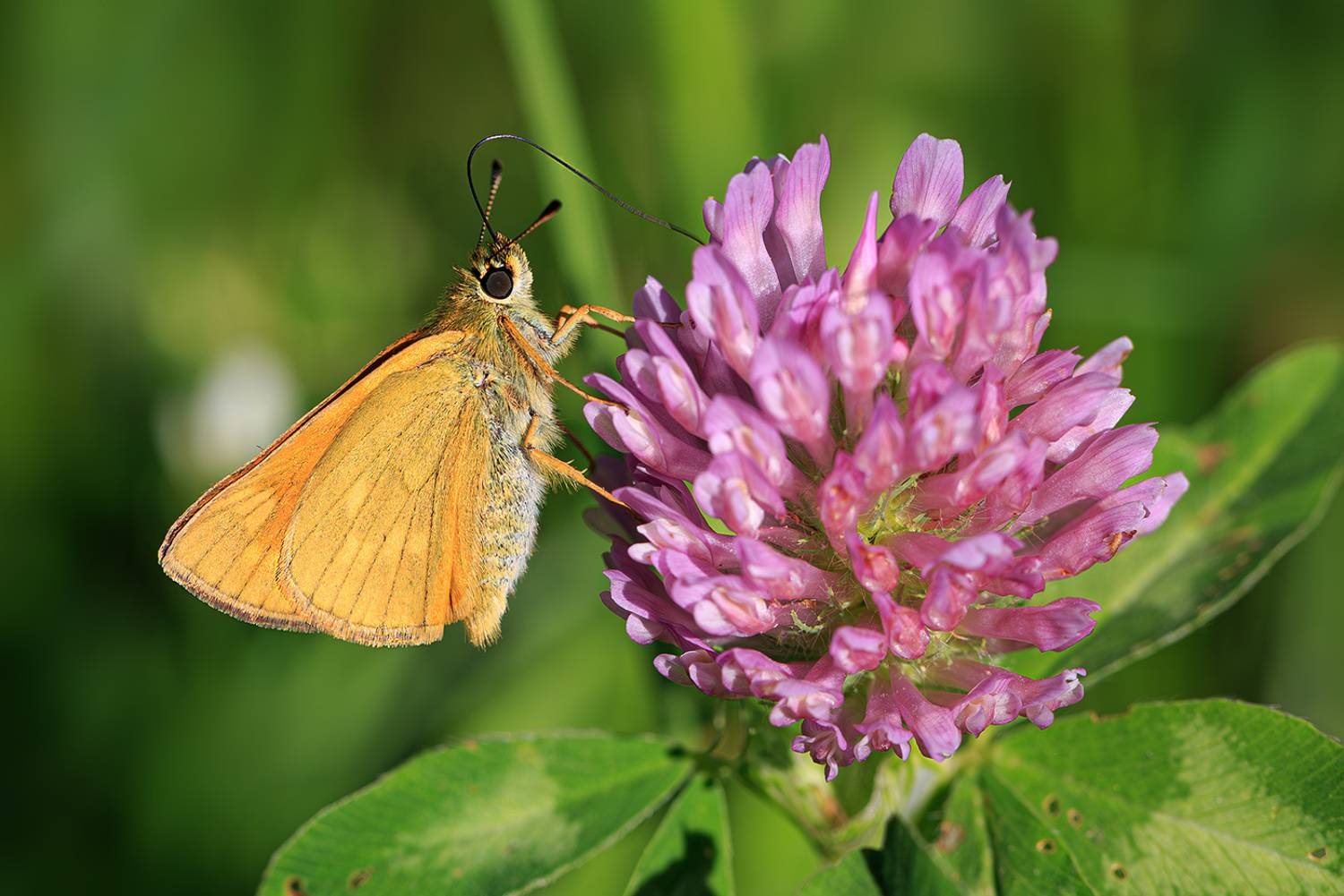 насекомые, бабочка, толстоголовка, лето, июнь, Борис Новиков