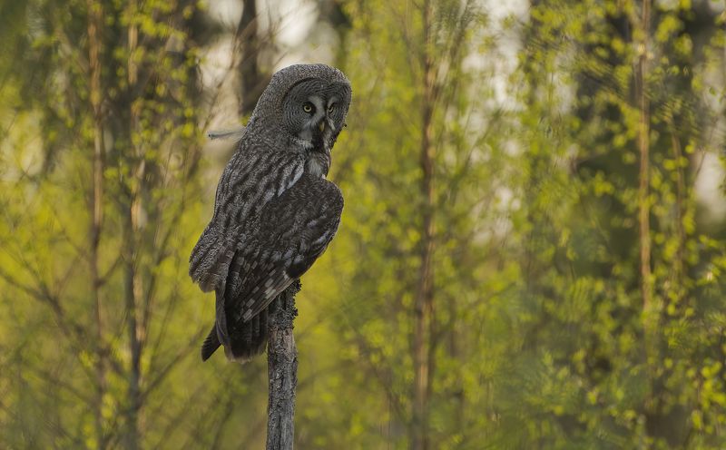 Чунгачгук :) фото превью