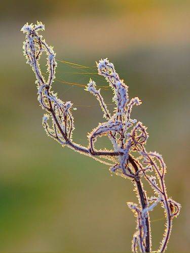 Первый заморозок