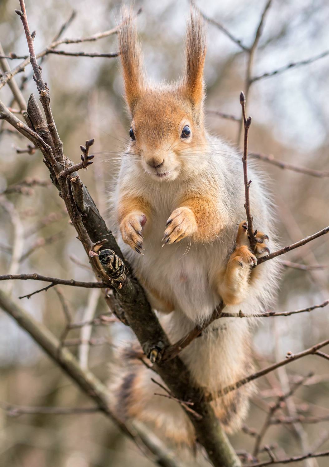 , Чепленко Алексей