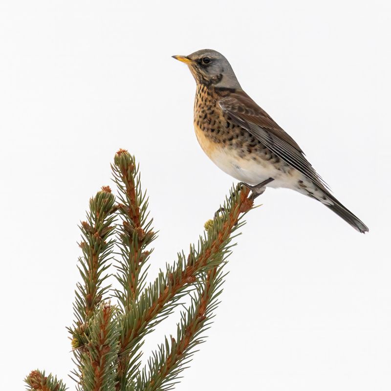 Дрозд, рябинник Птичья каталожка фото превью
