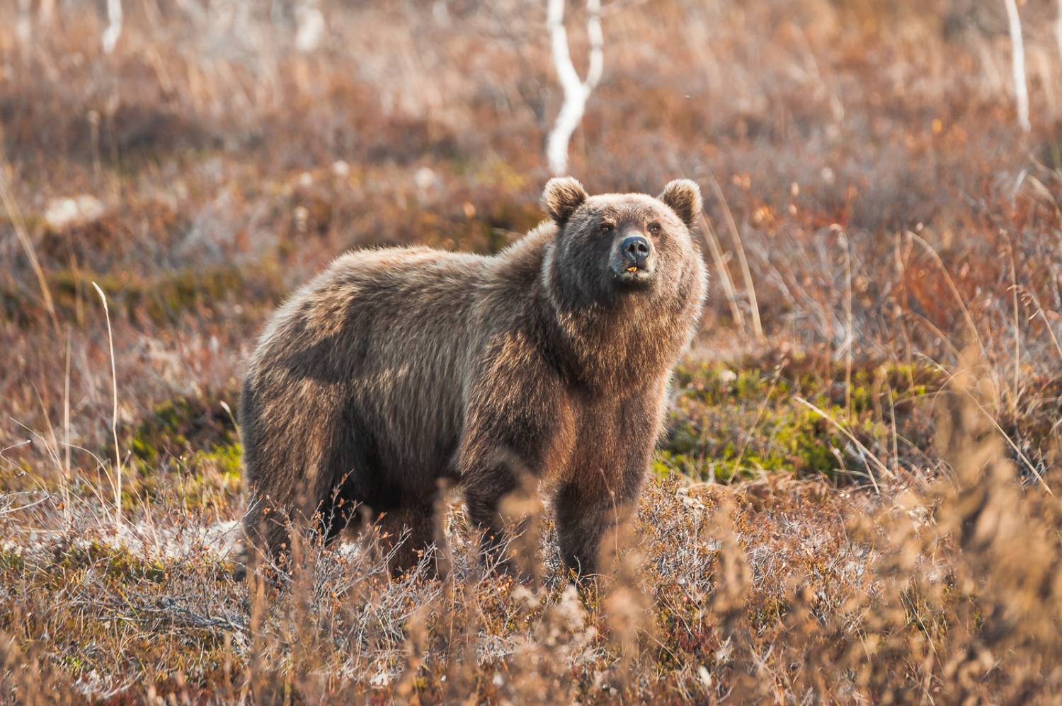 камчатский край  ганальская тундра  осень медведи, Евгений(Жора) Житников