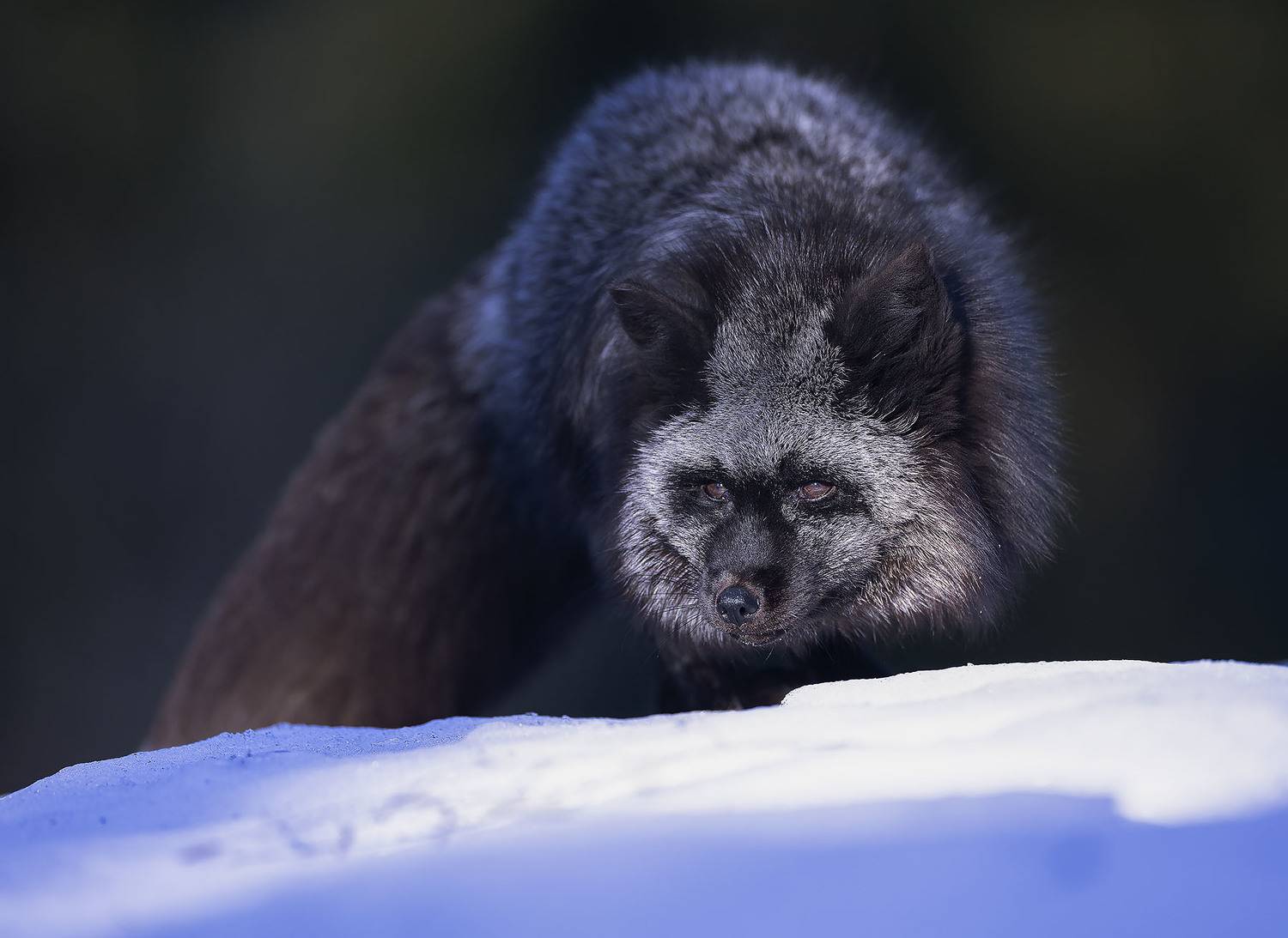 лиса, чернобурая, охотница, красотка,fox, beautiful, hunter,forest, nature, Стукалова Юлия