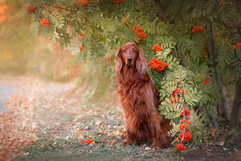 В красках осени фото превью
