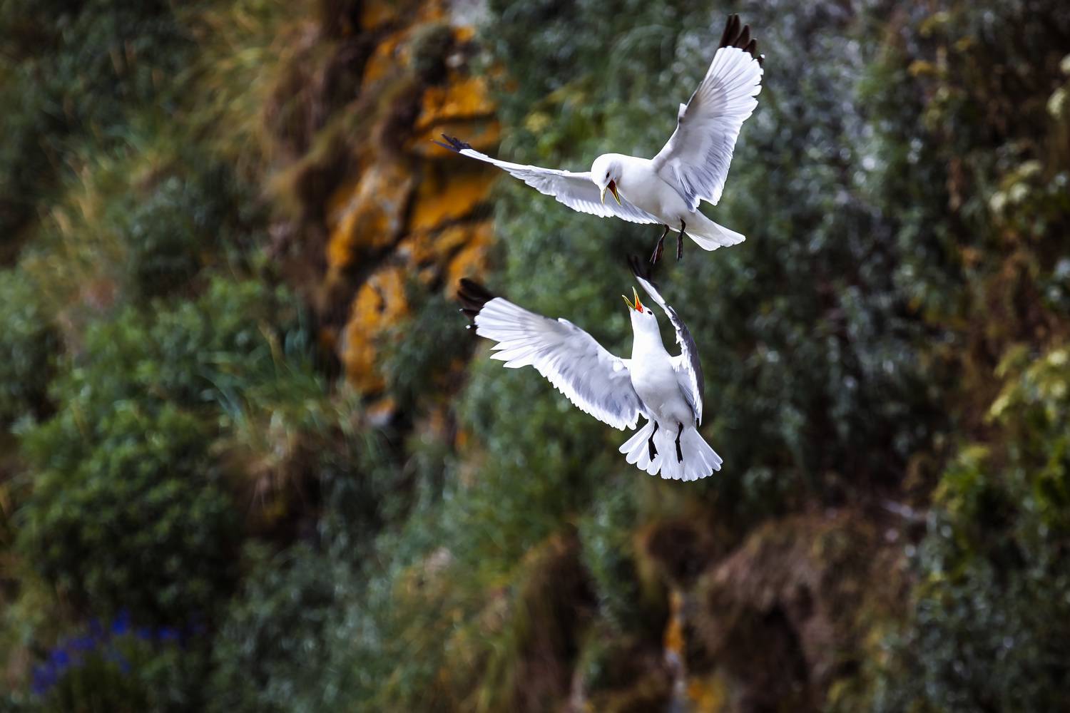 rissa brevirostris; ржанкообразные; чайка; чайковые; говорушка; мигрирующие; птица; перелетная; атака, борьба, остров беринга; командорские острова;, Уткин Дмитрий