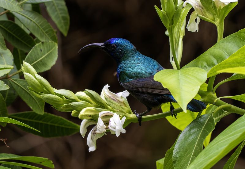 Палестинская нектарница. фото превью