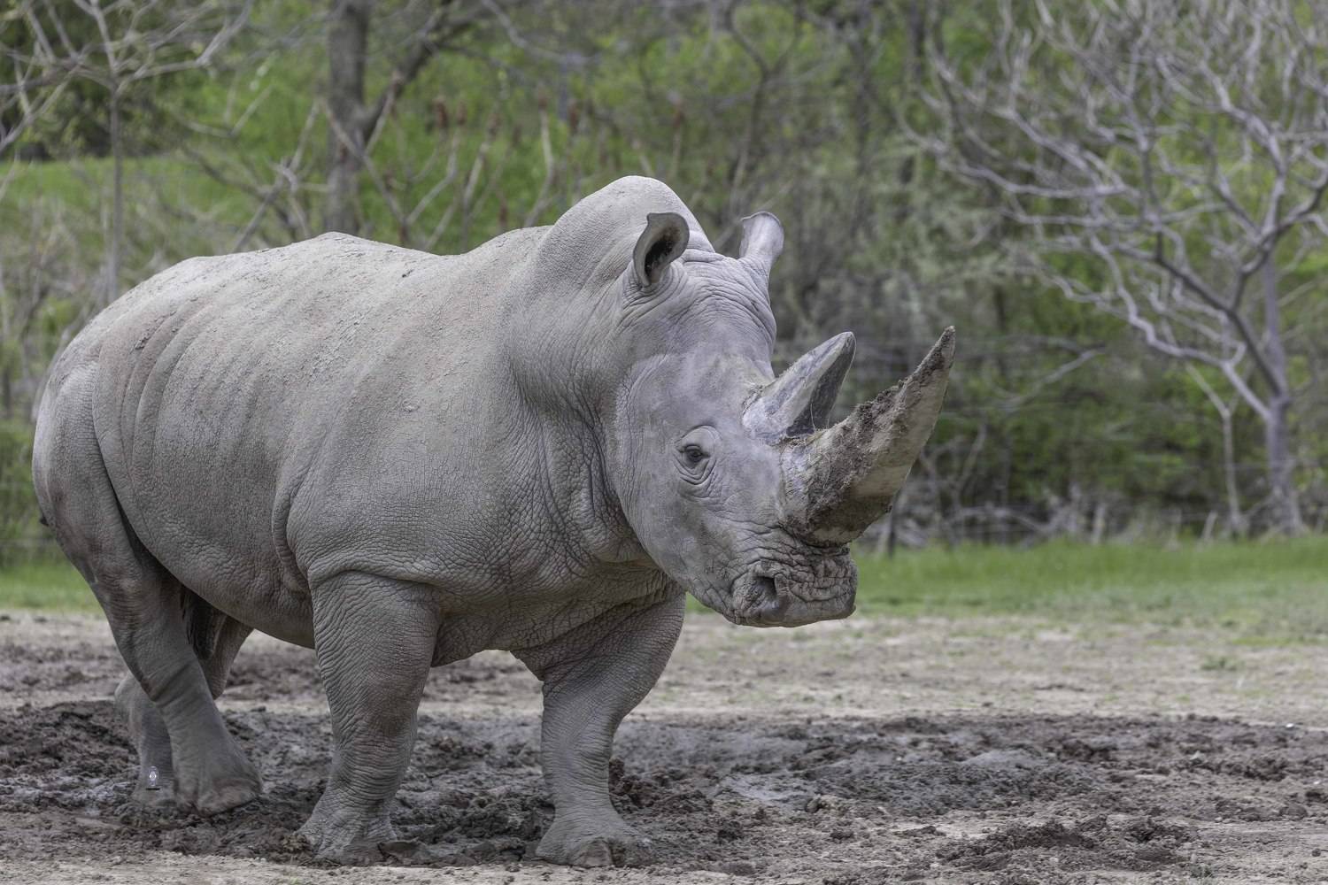 white rhinoceros, Ali Pashang