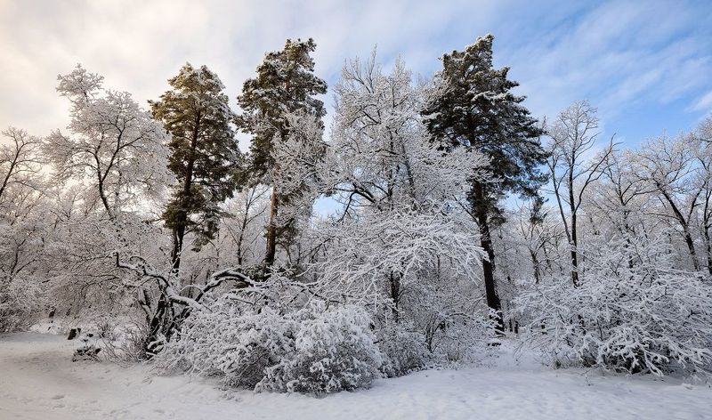 Снег на лесных деревьях фото превью