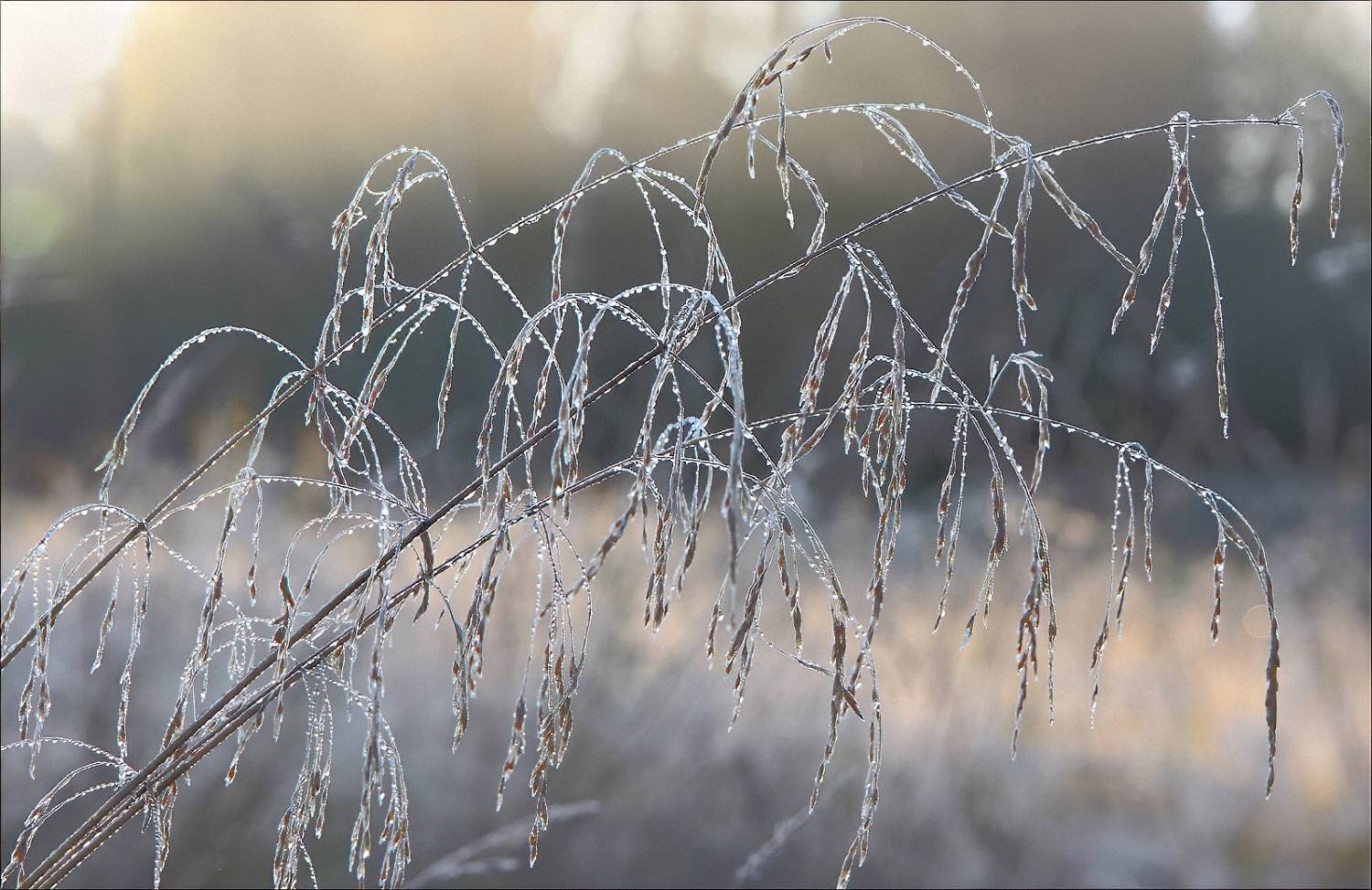 природа, осень, роса, лед, изморось, растения, макро, Юрий Спасенников