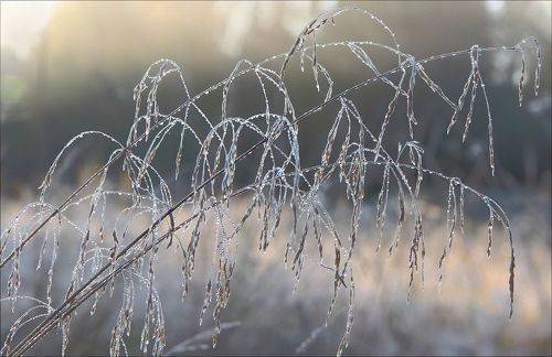 Застывшая мелодия