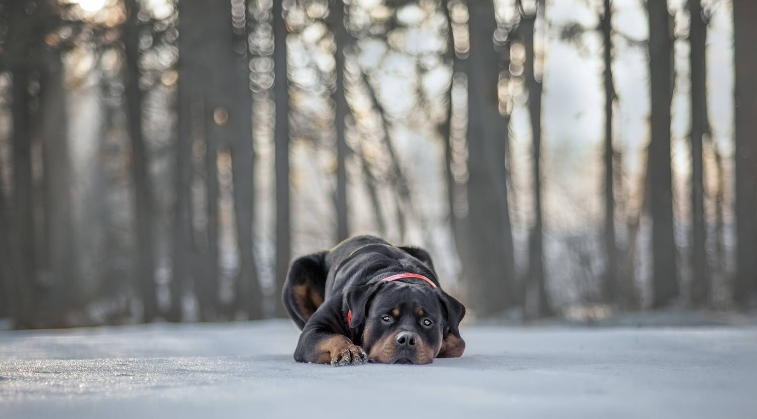 , Яна Кудлай