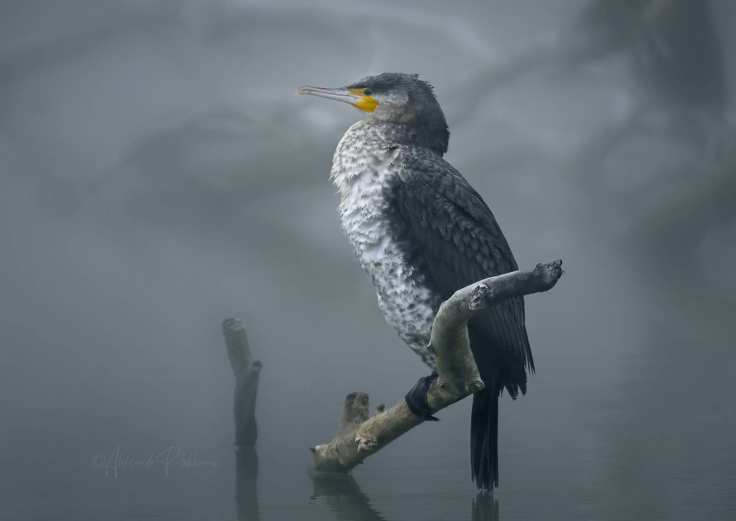 , Плеханов Александр