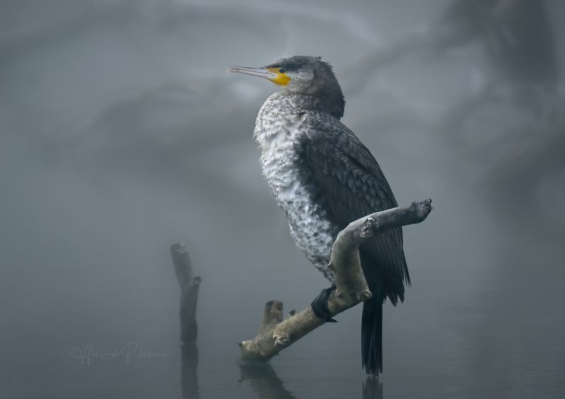 Туман над водой фото превью