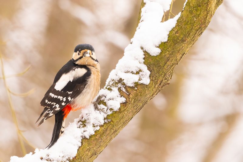 Woodpecker фото превью