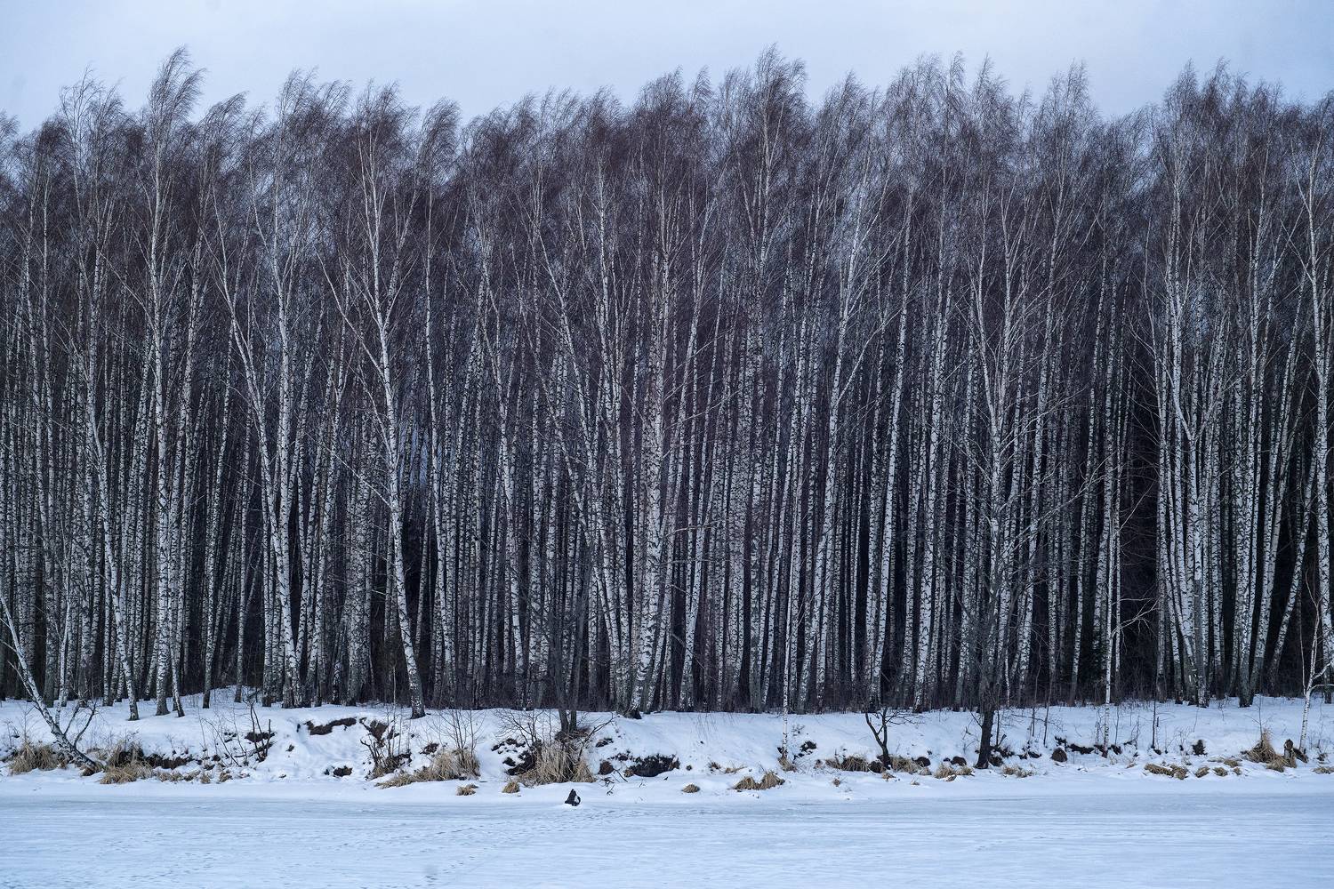 береза, лес, природа, зима, Бакбак Тата
