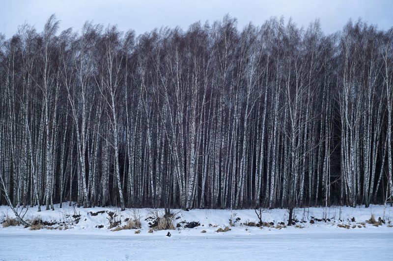 береза, лес, природа, зима Березовый штрих-код фото превью