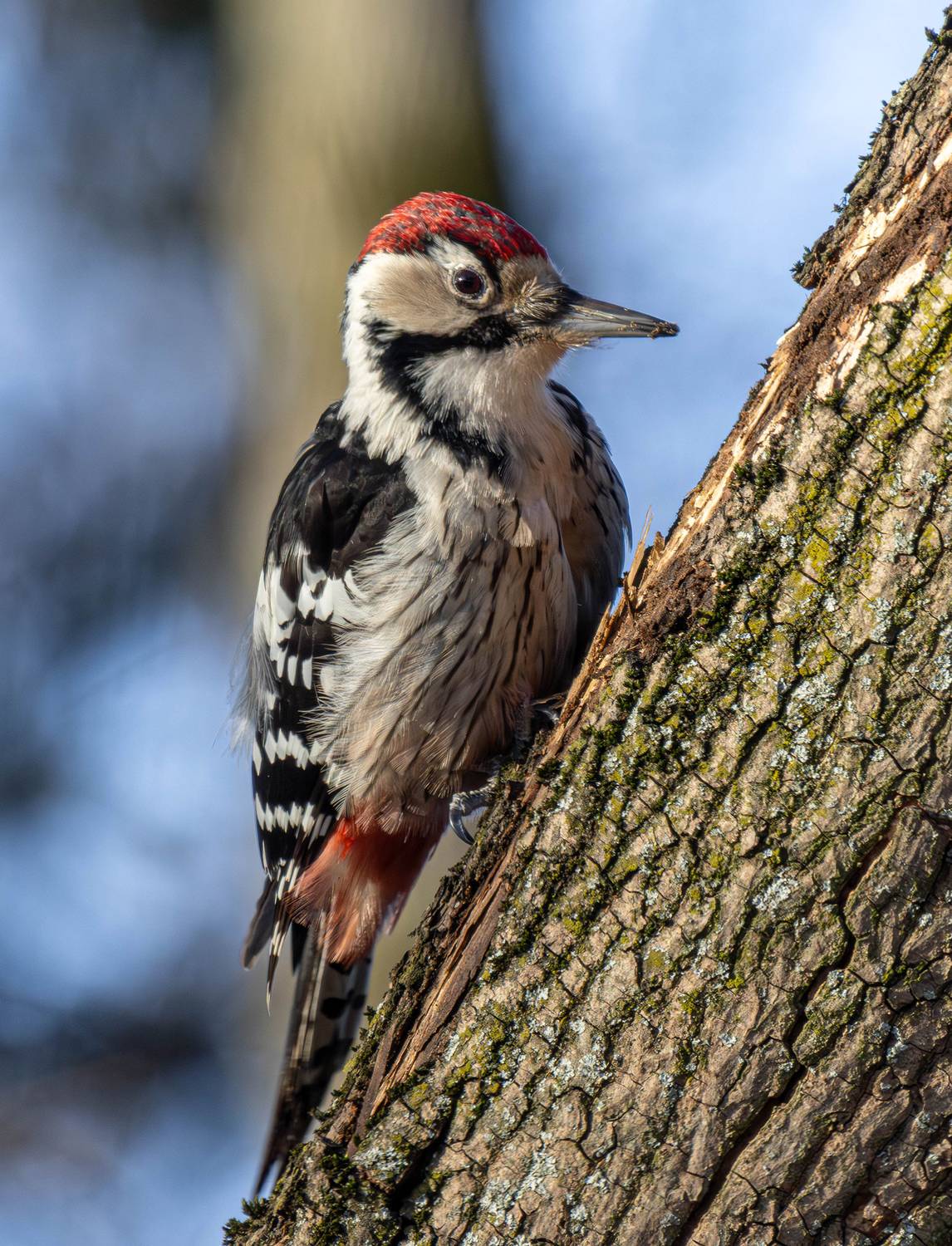 , Волынский Виктор
