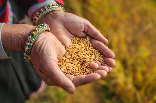 Рисовые террасы Хребта Дракона в Китае.