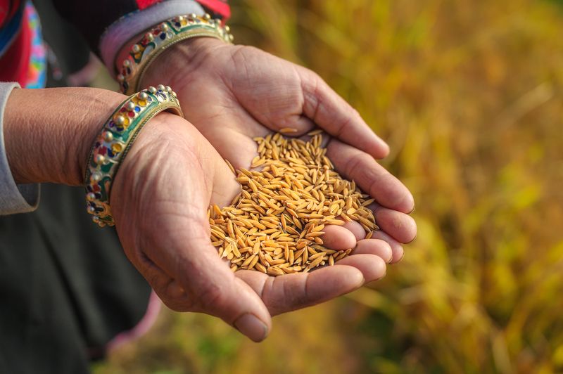 китай, пейзаж, женщины, горы, china, mountain, rice terraces, woman, рисовые террасы, рис Рисовые террасы Хребта Дракона в Китае. фото превью