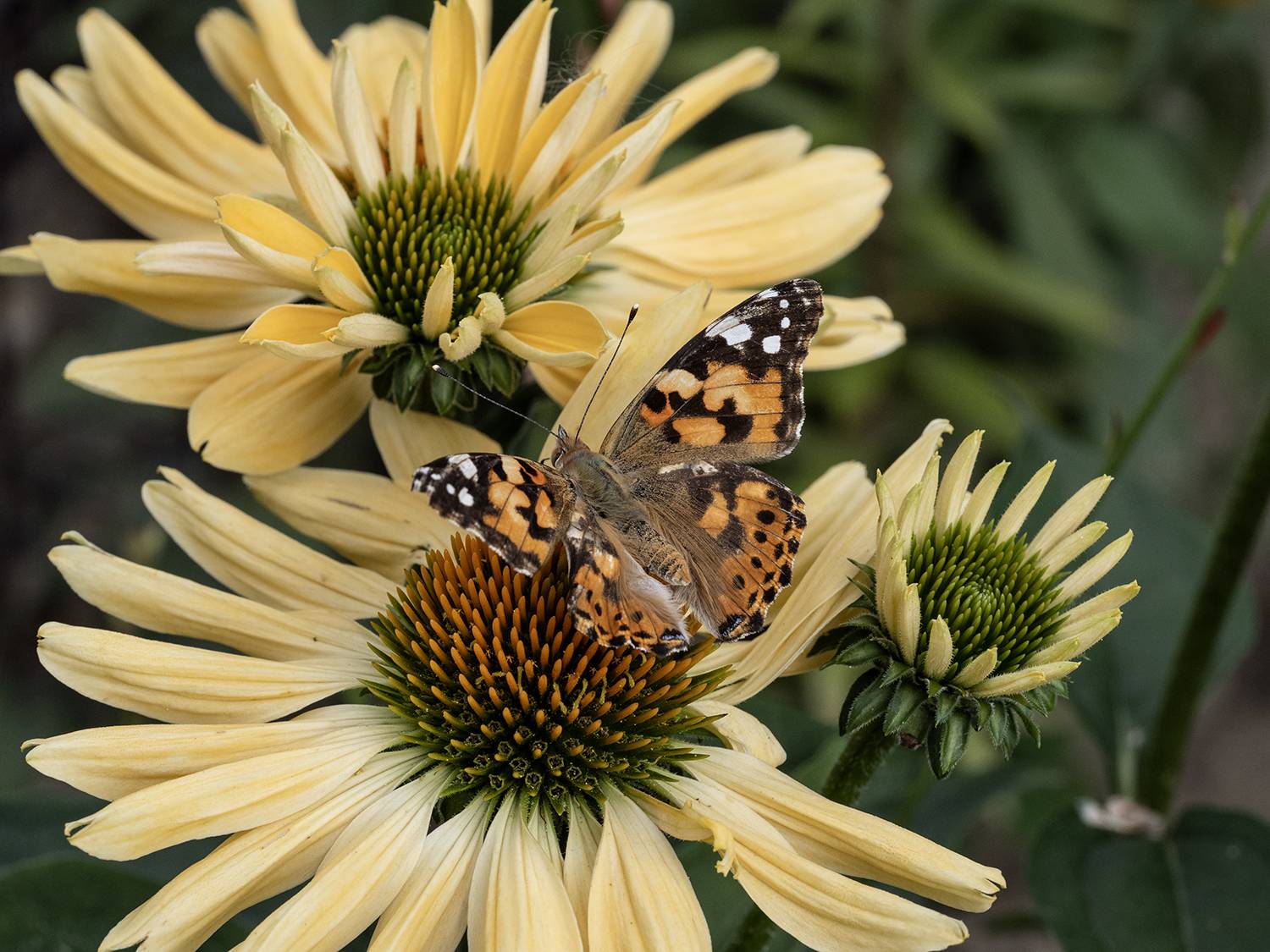 репейница,бабочка, Духанин Сергей