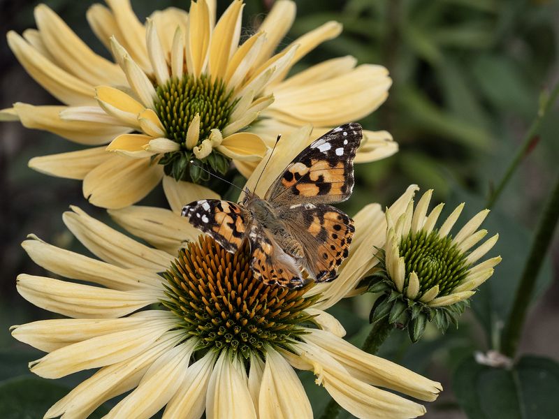 репейница,бабочка репейница на эхинацее фото превью