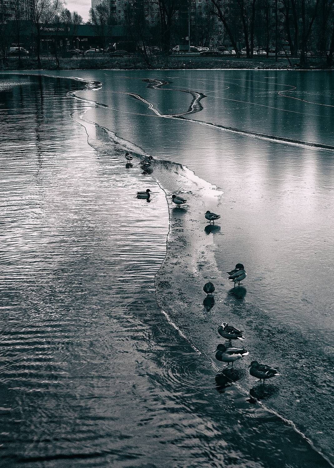 монохром, чб, зима, река москва, утки, москва, Vera Trandina