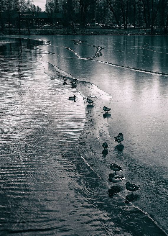 монохром, чб, зима, река москва, утки, москва Январь 2025 фото превью