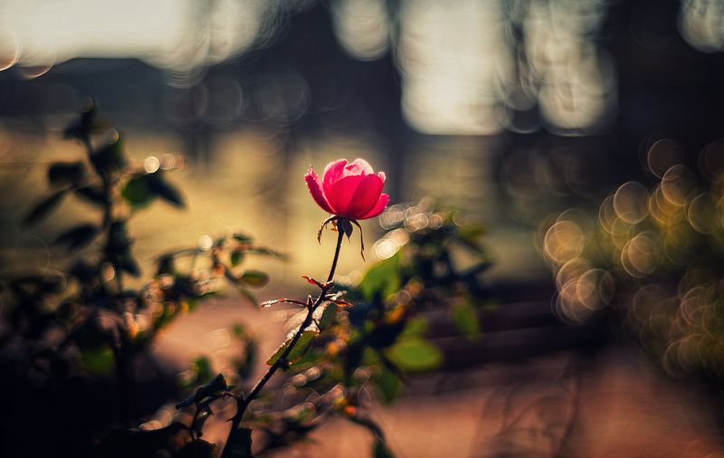 Про январские розы. фото превью