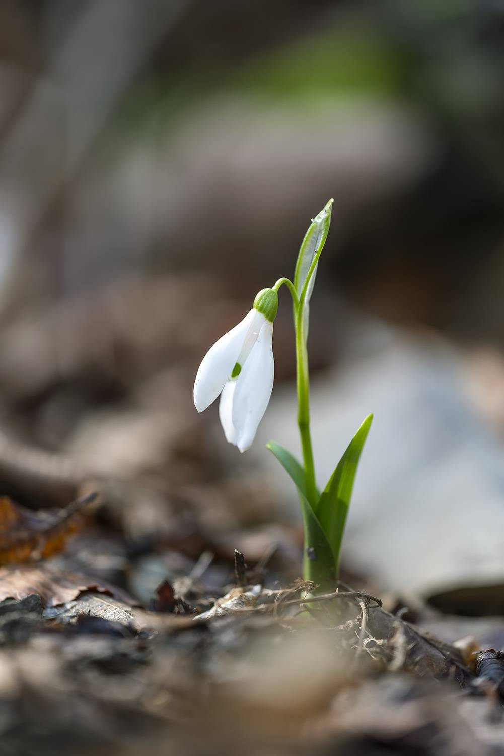 , Александр Земляной