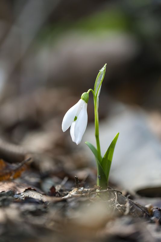 К Солнцу - я первый! фото превью