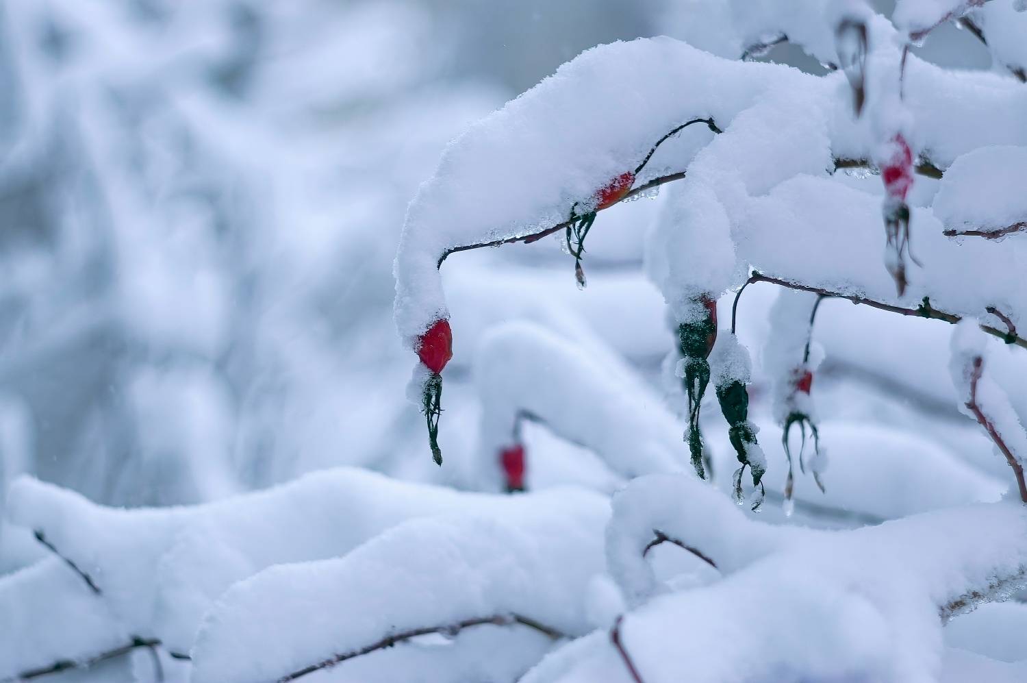 , Орлов Олег