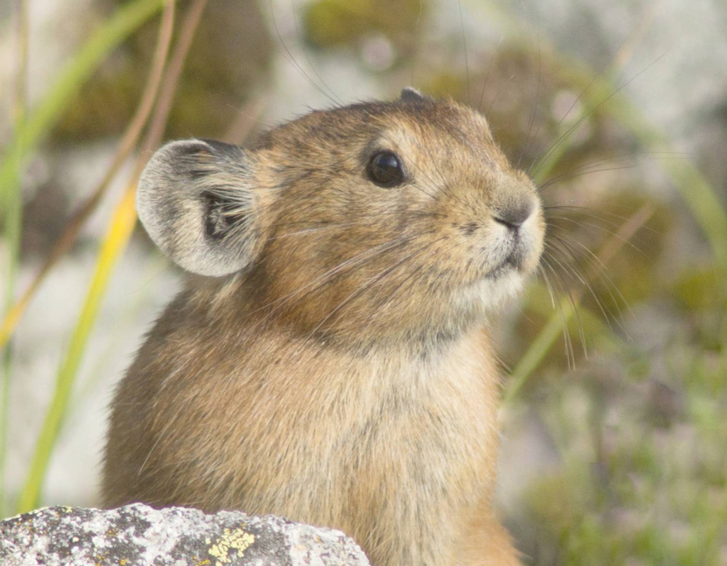 , Ленденёв Владимир
