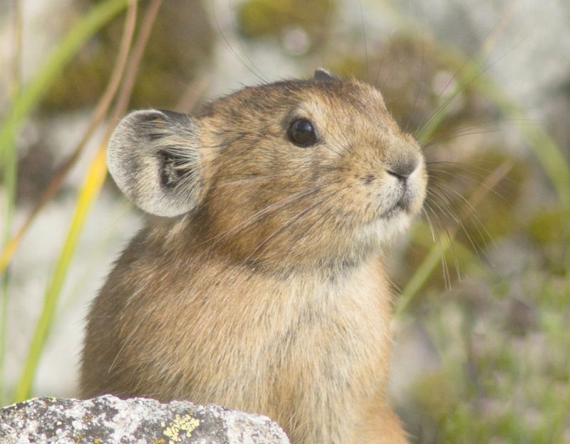 Пищуха. Крупный план фото превью