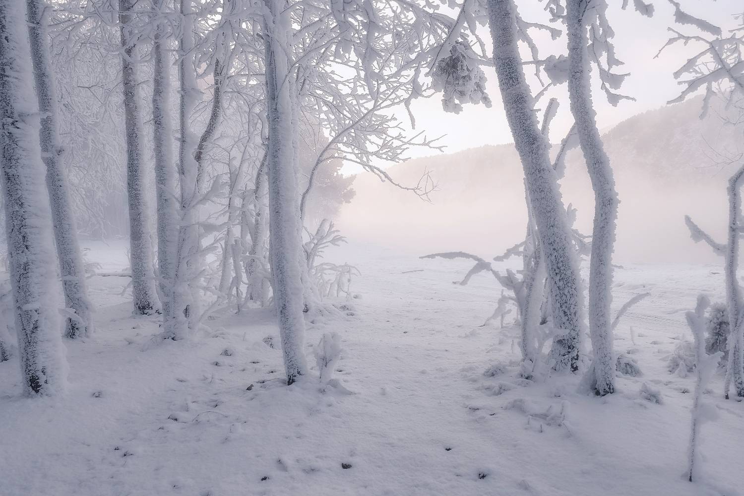 зима, мороз, иней, деревья, река, сибирь, енисейская сибирь, туман, Фомина Марина