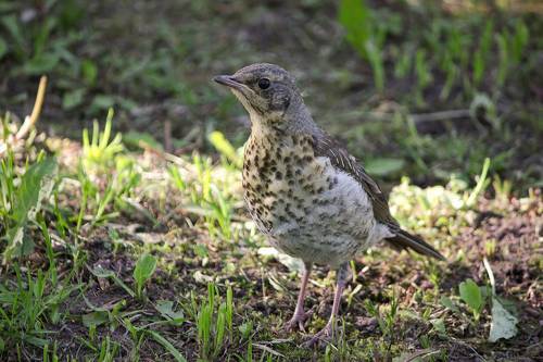 Дрозденок рябинник