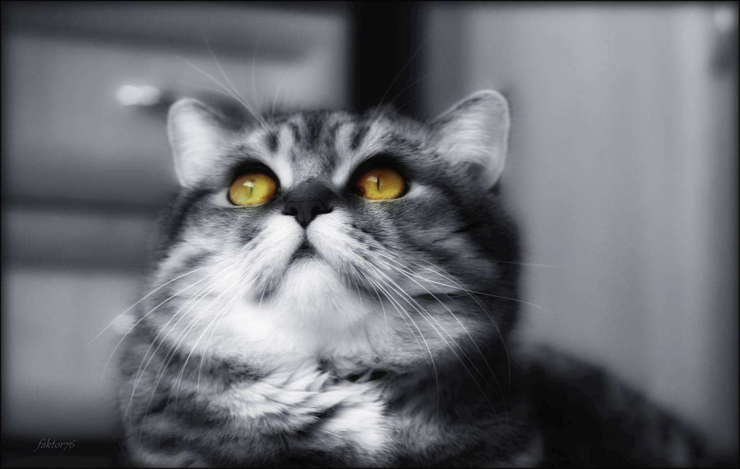 животные, кот, мурзик,  Сергей