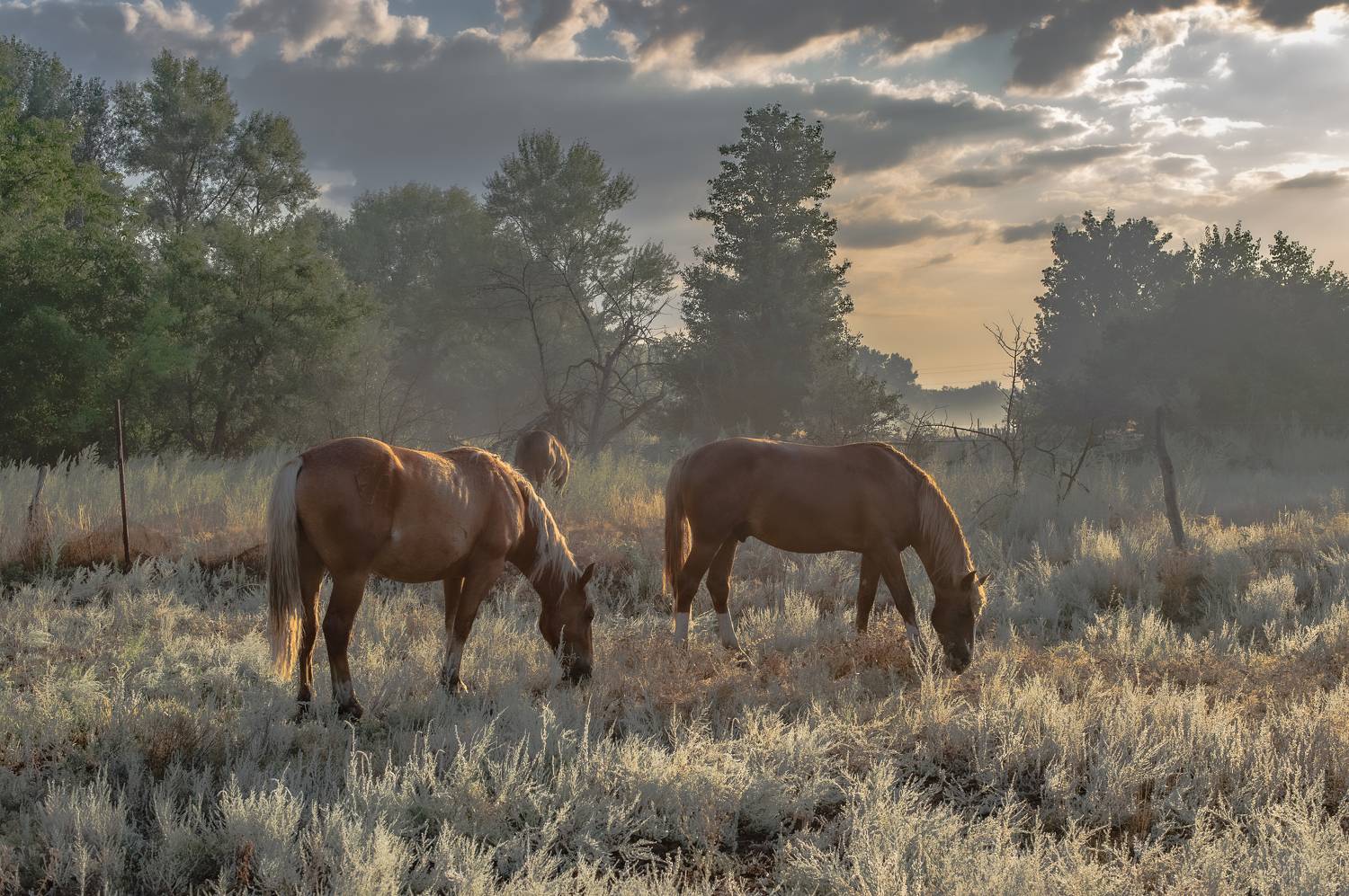 пейзаж,рассвет,природа, лошади, Vasilev Roman