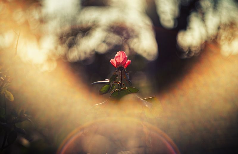 Гелиос и дикая роза. фото превью