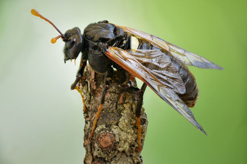 Пилильщик большой берёзовый фото превью