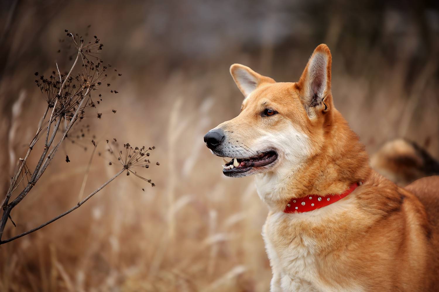 , Самусенкова Елена