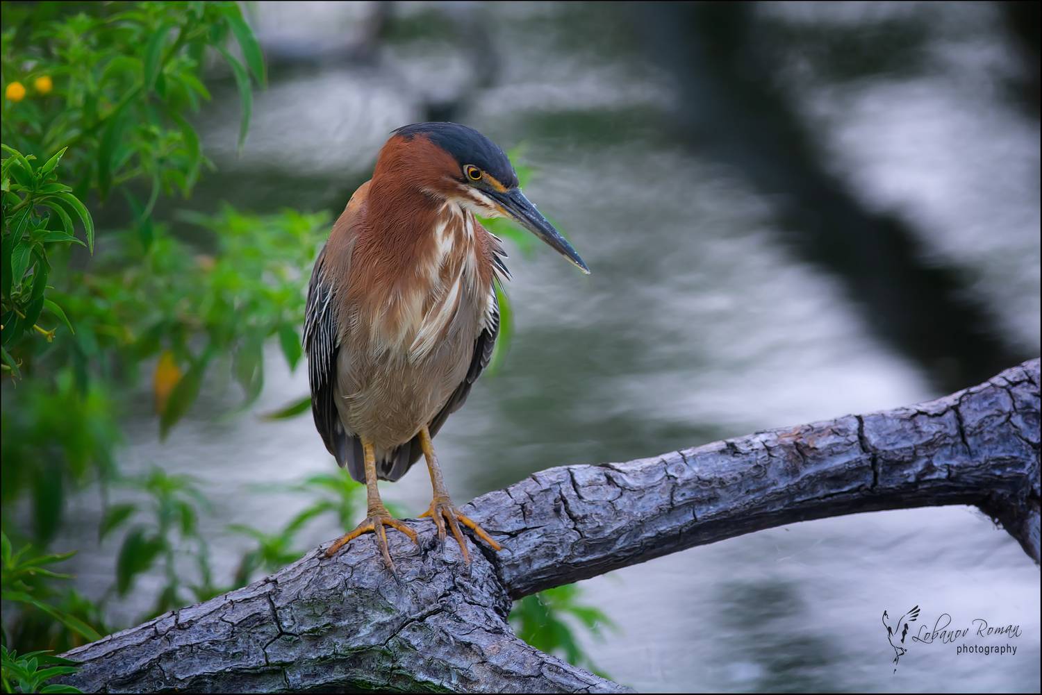 , Лобанов Роман