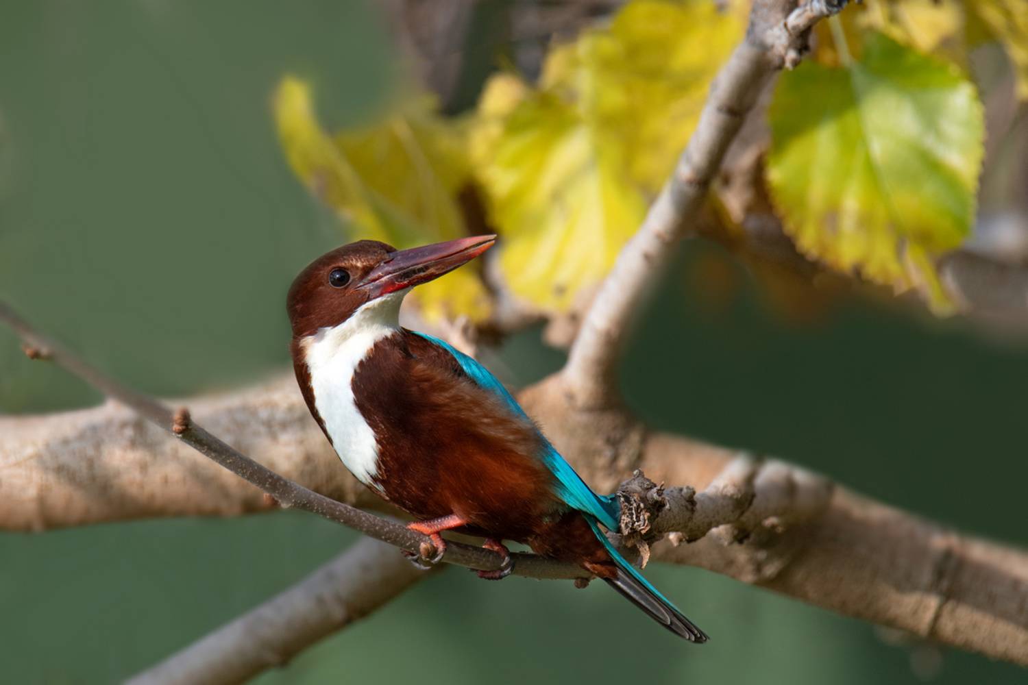 , Людмила Бекман