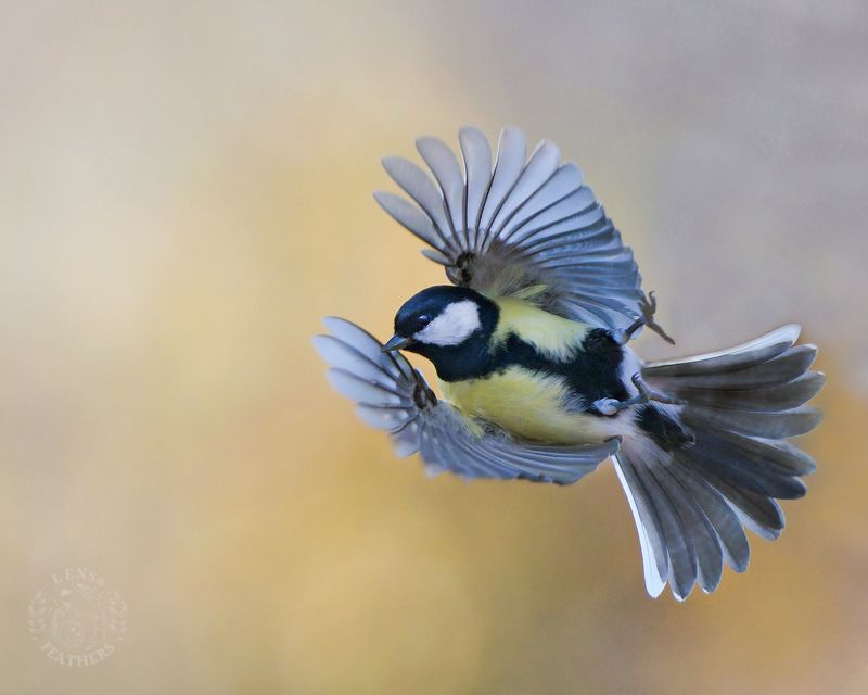 Большая синица - Lens and Feathers фото превью