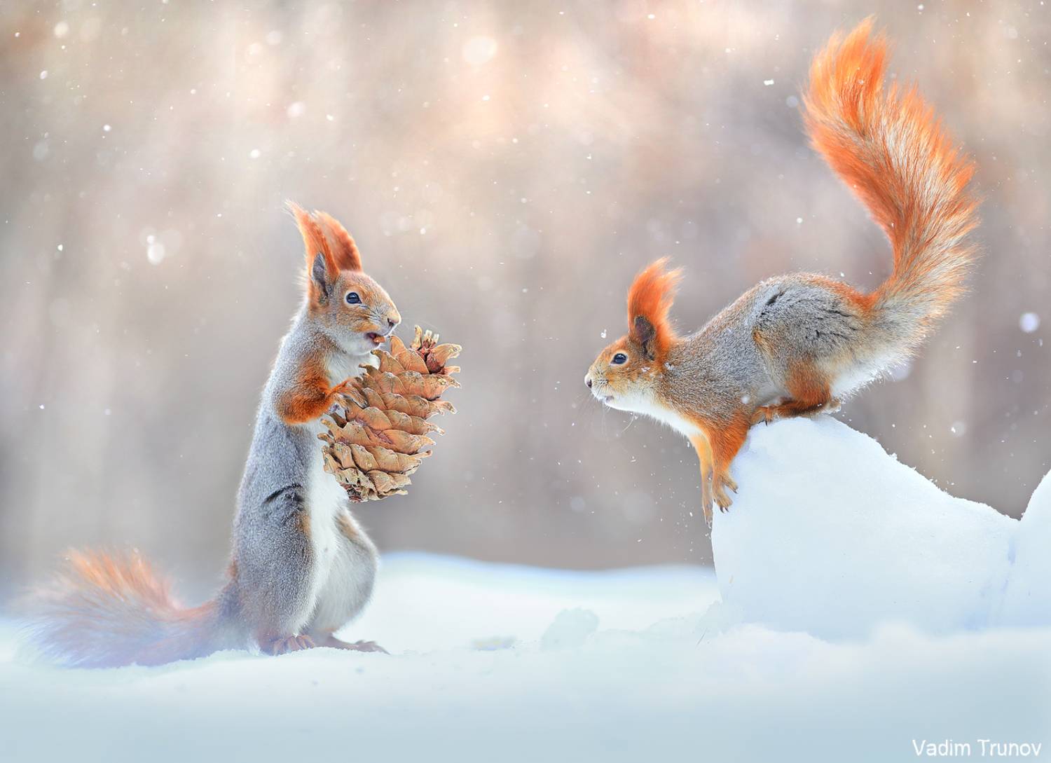 белка, Вадим Трунов